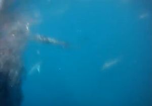 VIDEO: Bait ball action Hervey Bay